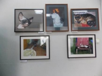 Тематическая выставка «Котя, котенька, коток…»